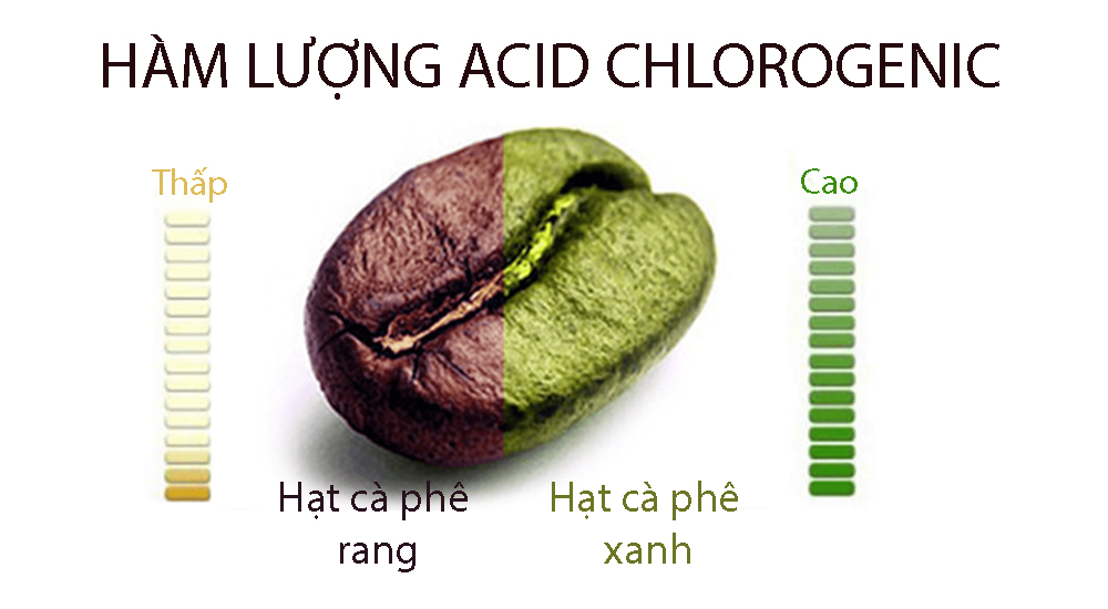 hạt cà phê xanh