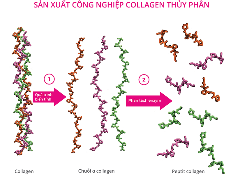 collagen peptide