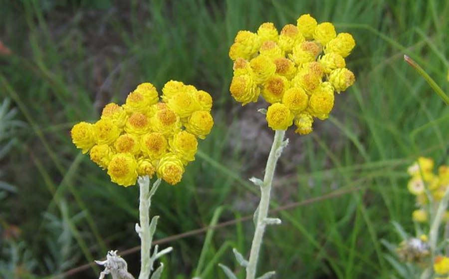 Трава от поноса фото. Helichrysum odoratissimum. Helichrysum petiolare. Helichrysum stoechas. Бессмертник цветок.