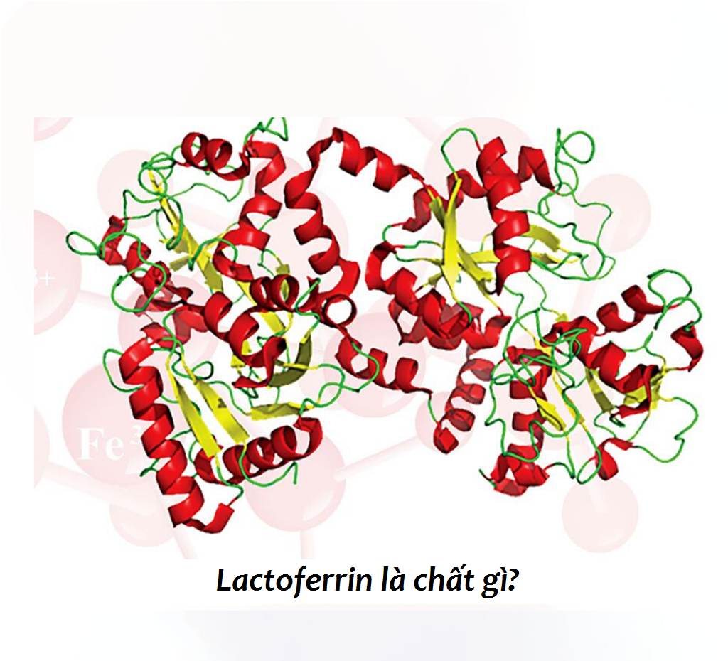 Lactoferrin là chất gì?